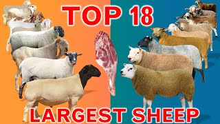 Top 18 Largest Sheep Meat Breeds in the World  Domestic Sheep Breeds  Country by Country  Ramadan [upl. by Ainar152]