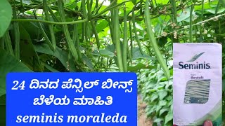 24 ದಿನದ ಪೆನ್ಸಿಲ್ ಬೀನ್ಸ್ ಬೆಳೆಯ ಮಾಹಿತಿ  24 day pencil green beans crop information seminis moraleda [upl. by Chinua]