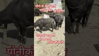 rago le buffalo lai pachhadi bata chhirauda paado janmiyo like share subscribe shorts animals [upl. by Hamo943]