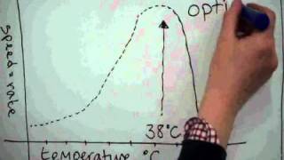 enzymes and digestion for GCSE [upl. by Stew844]