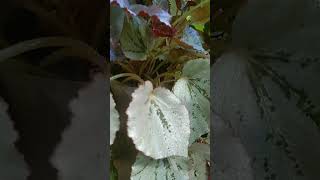 Begonia Silver plantlover variety plants shortvideo shorts [upl. by Lain]