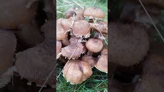 Václavka obecná🌲Armillaria Mellea vs Šupinovka kostrbatá🍄🙂 Pholiota Squarrosa [upl. by Vivyan]