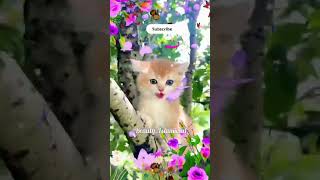 Alifun baa Arabic song  Little cat [upl. by Gallager]