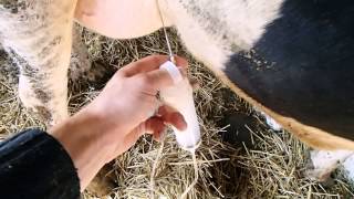 Острый мастит у коровОпыт комплексной терапии Acute mastitis in cows [upl. by Niledam]