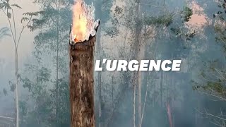 Au Brésil les incendies de la forêt amazonienne ont augmenté de 195 [upl. by Amikay]