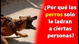 ¿Por qué los perros solo le ladran a ciertas personas [upl. by Ahsiemat]