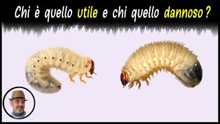 INSETTI UTILI E INSETTI DANNOSI NELLORTO [upl. by Celeste]