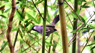 黑喉噪鶥Blackthroated laughingthrush [upl. by Nitsirc]