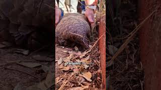 Pangolin tastes freedom [upl. by Ocker]