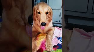 Toy ki jaan le li pashu ne😁😘🥰🫶goldenretriever pashmeena dogshorts doglover [upl. by Odette428]