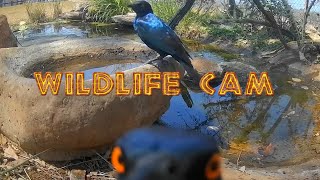 Wildlife cam 2024  Week 41  elephants new genet and pond life [upl. by Alikahs]