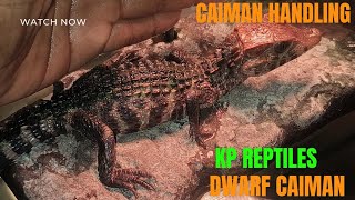 Dwarf caiman Handling Outside reptiles dwarfcaiman [upl. by Schubert]