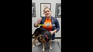 Signs of Hip Dysplasia in dogs chiropractor shorts [upl. by Sitoel373]