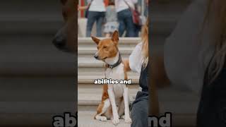 If you own a Basenji watch this video 🌟Basenji Basenjis BasenjiLove BasenijLife BasenjiLover [upl. by Tips]