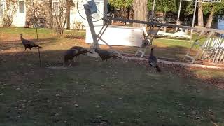 Lake BellaireTurkeys in front heading back to the woods as they clean things up11924iphone vid [upl. by Wurtz]