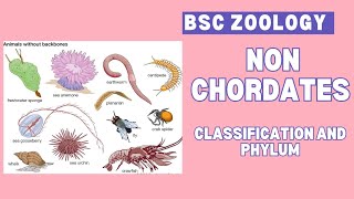 Non chordates  classification and phylum  Bsc  zoology 🪱🐛🐚🦀🦞🦐 🐌 🦋 [upl. by Aifoz]