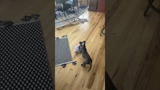 Pitbull puppy yelling at things funny [upl. by Ellivro]