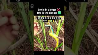 Bro is ta danger 😍🌿\ sambalpuri status video  sambalpuri song shortvideo dance [upl. by Haletky]