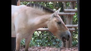 2024August15 Przewalskis horse  Yokohama ZOORASIA [upl. by Suellen470]