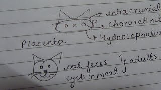 Toxoplasma gondii mnemonic [upl. by Rubbico]