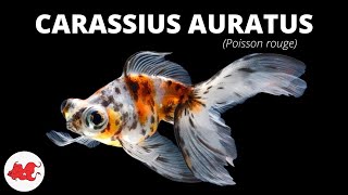 Poisson rouge  Carassius auratus ✔ [upl. by Wallford249]