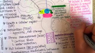 Brainstem [upl. by Shurwood]