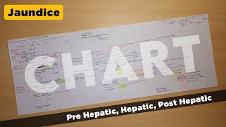 Jaundice  Chart  Prehepatic Hepatic and Post Hepatic Jaundice  TCML [upl. by Jarlath639]