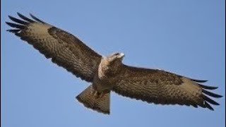 BUZZARD Sounds Inflight Calling for a Mate  MEWING  Buteo buteo [upl. by Aissila]