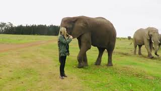 Playing music to the elephants in Knysna Elephant Park South Africa  Nov 2022 [upl. by Samal306]