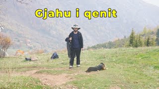 Gjahu i qenit [upl. by Novit]