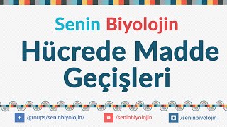 09Hücrede madde geçişleri [upl. by Thagard]