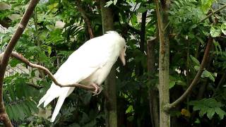 White albino hooded crow Белая ворона альбинос серой вороны [upl. by Douville]