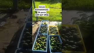 CULTIVO DE MANDARINAS [upl. by Sonstrom]