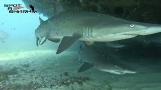 Diving with the chilled Grey Nurse Sharks of Bondi and surrounding locations promotional video [upl. by Safko]