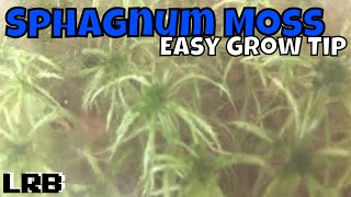 🔴 How to Grow Sphagnum Moss Easy and Simple Tip [upl. by Anitsim]