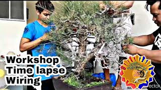 How to make bonsai  agoho medium update  bonsai trees for beginners [upl. by Bernette409]