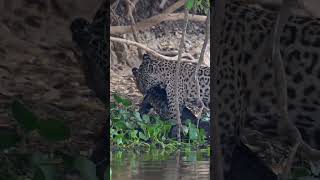 😱😱JAGUAR 🐆 HUNTING CROCODILE 🐊 INSIDE THE WATER [upl. by Minette]