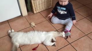 baby and saint birman cat playing [upl. by Amsirp]