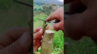 Mango Grafting 🌿 agriculture gardening homegarden shortsfeed shortsviral tree garden farming [upl. by Meesak]