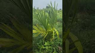 Arecanut farming tamilsong arecanut viralvideos farming farmer [upl. by Benedick30]