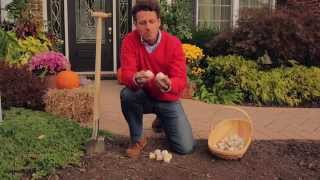 How to Plant Allium Bulbs [upl. by Cole]