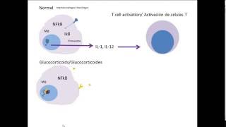 Immunosuppression 1 Inmunosupresión 1 [upl. by Berk]