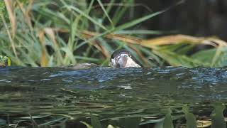 Mirlo acuático un indicador de la buena calidad del agua donde habita [upl. by Yeffej]