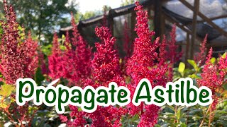 How to propagate Astilbe  A HIGHLY Underrated shade plant [upl. by Zeralda]