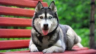 Top 10 Most Beautiful Dog Breeds in the World [upl. by Davita718]