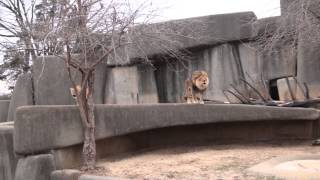 Lion and Lioness Roaring  Louisville Zoo [upl. by Norej]