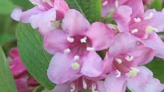 How to Prune Weigela [upl. by Burdett305]