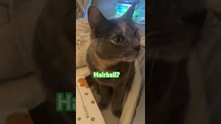 Hairball catsofyoutube cats [upl. by Manup602]