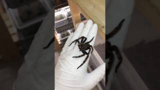 GIANT SPIDER  Heteropoda lunula [upl. by Maisey]