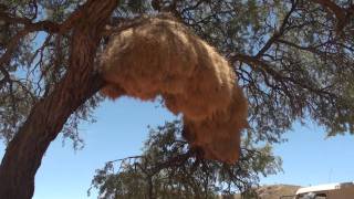 Sociable Weaver Nest  Namibia [upl. by Alves]